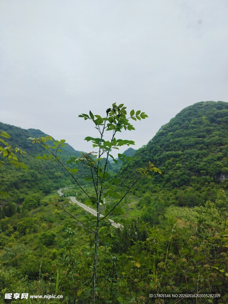 山间绿意盎然的清新景致