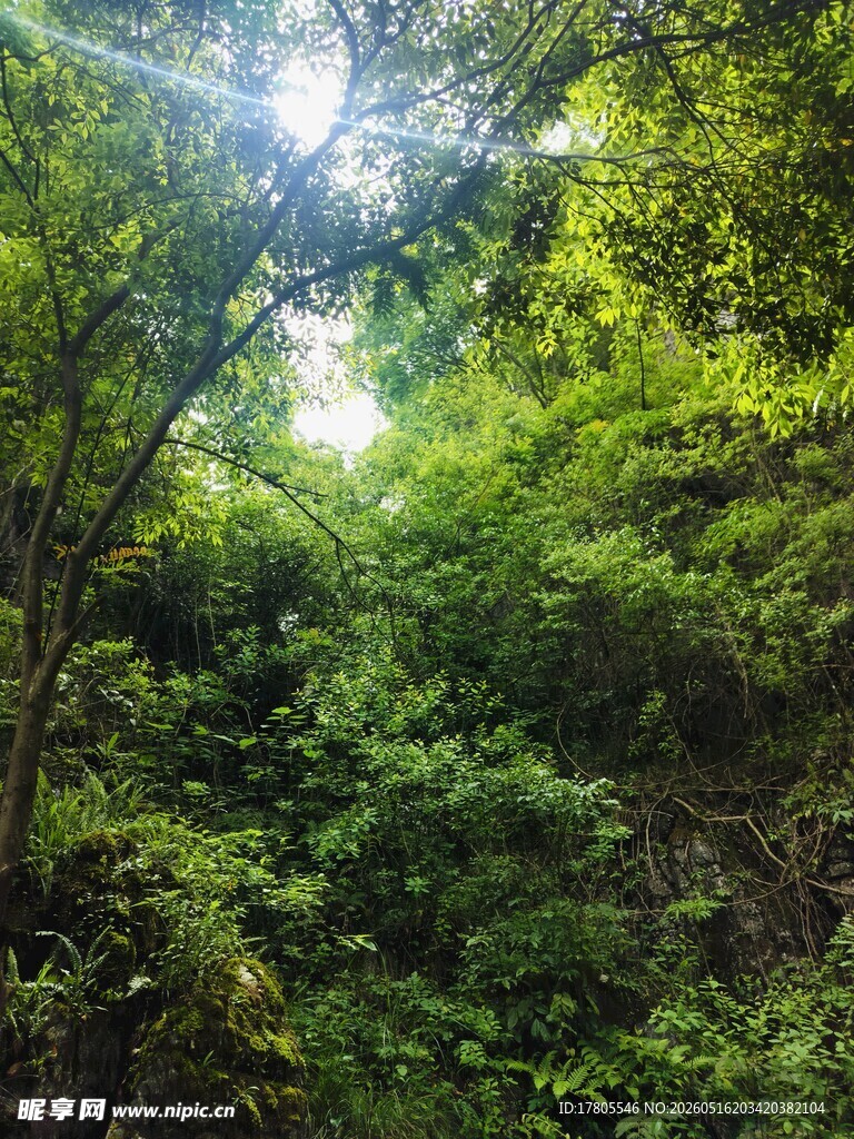 阳光洒落茂密林间景象