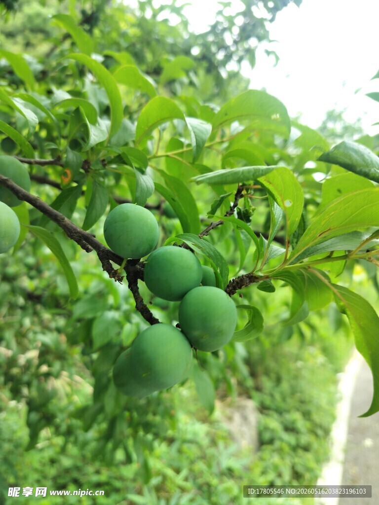 枝头青果  绿意盎然