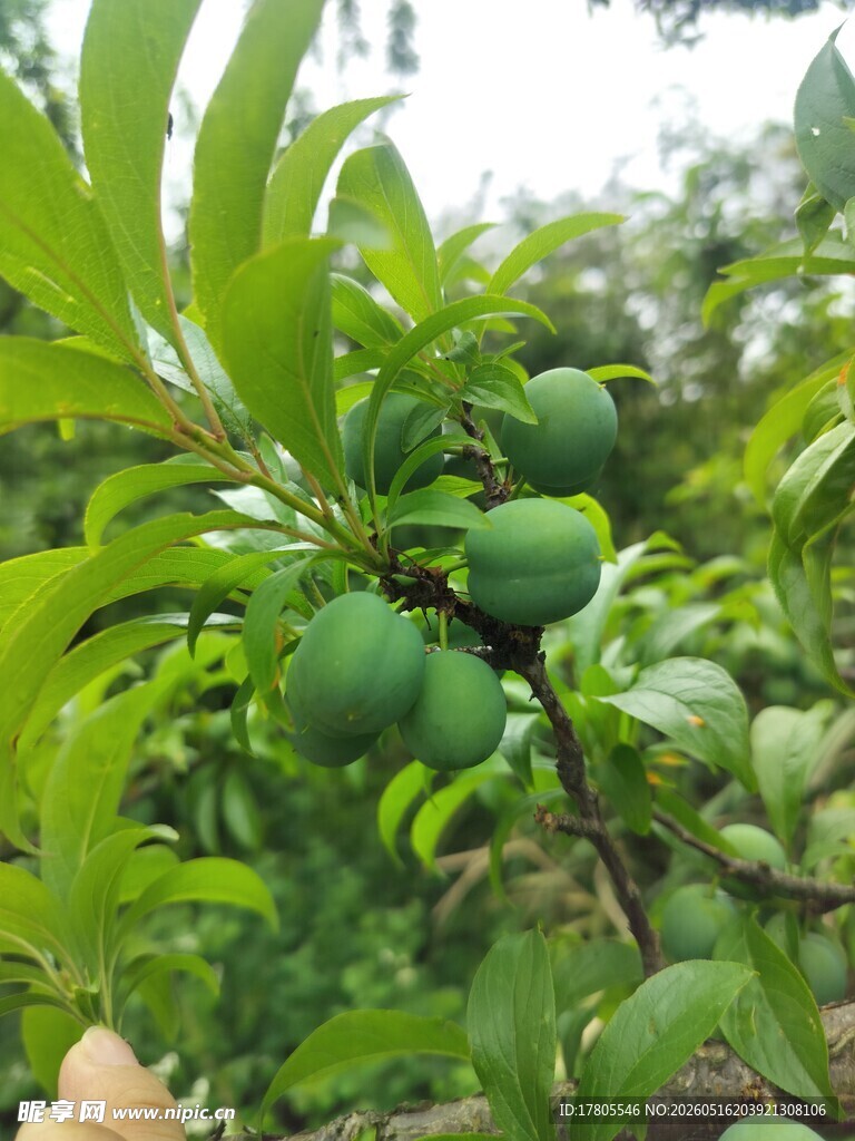 枝头青果  绿意盎然