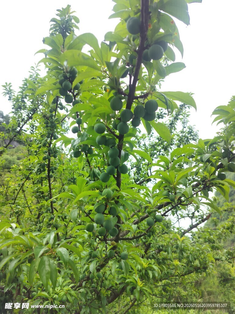 枝头绿叶间的累累果实