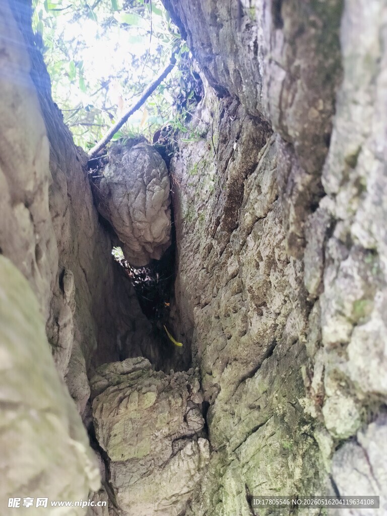 树干裂缝中的隐秘空间