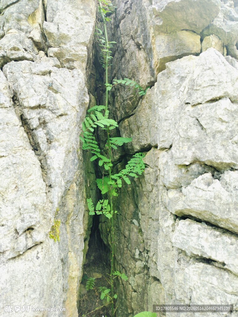 石缝中生长的翠绿蕨类植物