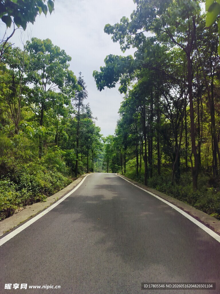 林间静谧公路