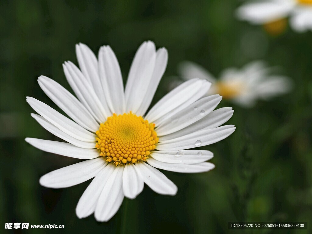 白色雏菊特写