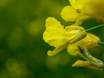 黄色绽放油菜花特写