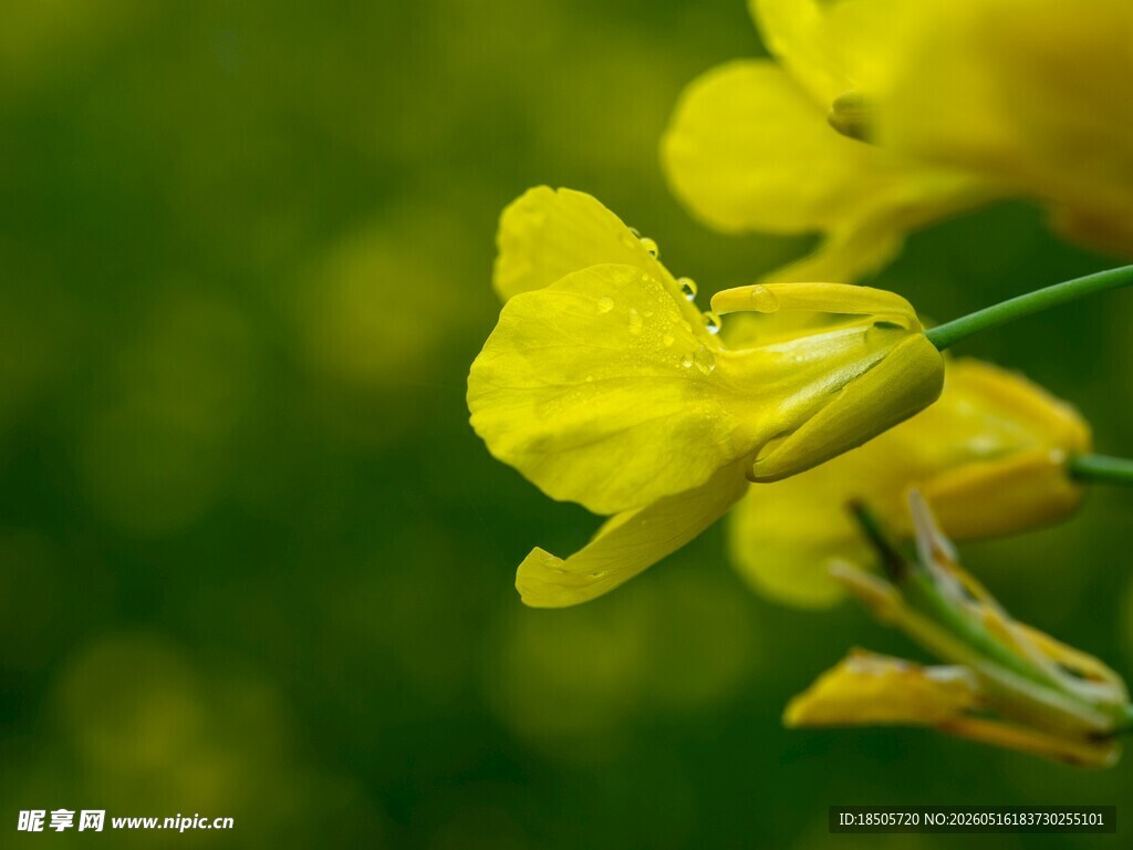 黄色绽放油菜花特写