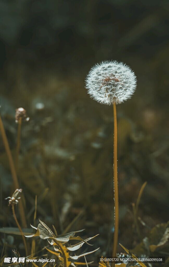 孤独蒲公英