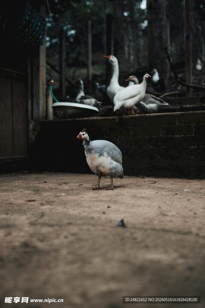 庭院中漫步的禽鸟