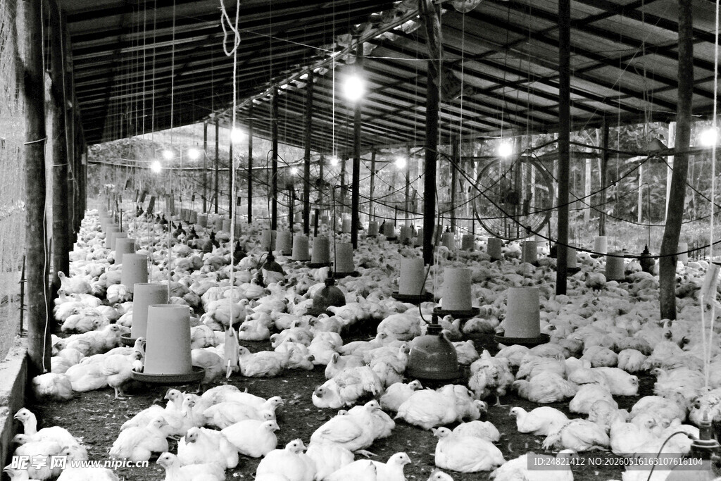 大棚内大量白色菌类栽培