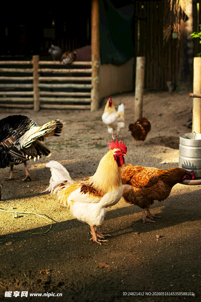 庭院中漫步的多彩鸡群