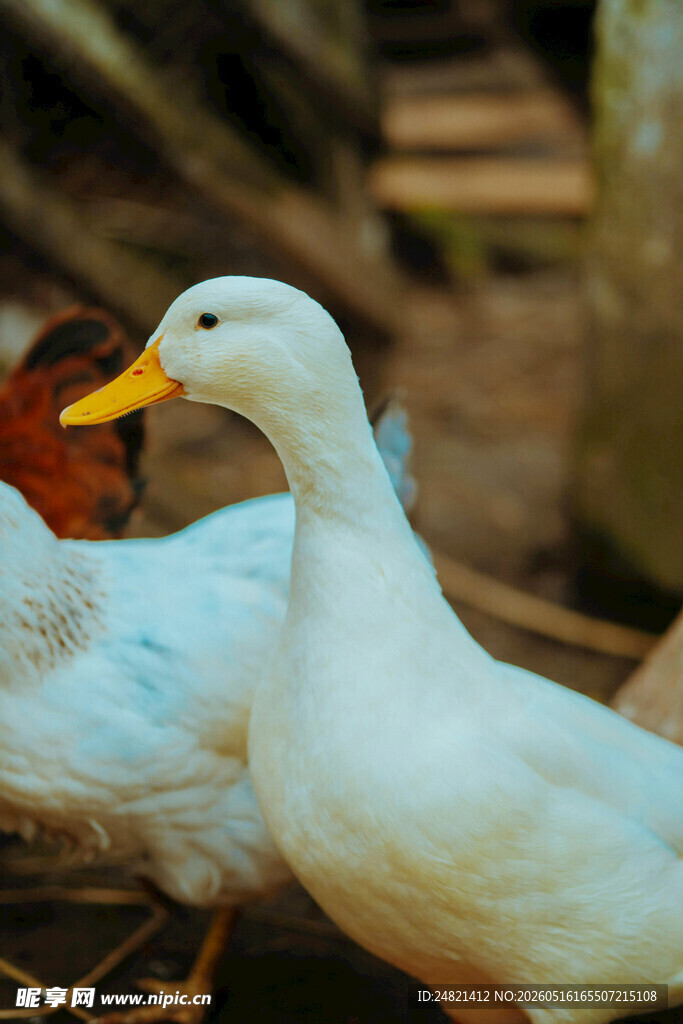 白鸭与鸡共处的温馨画面