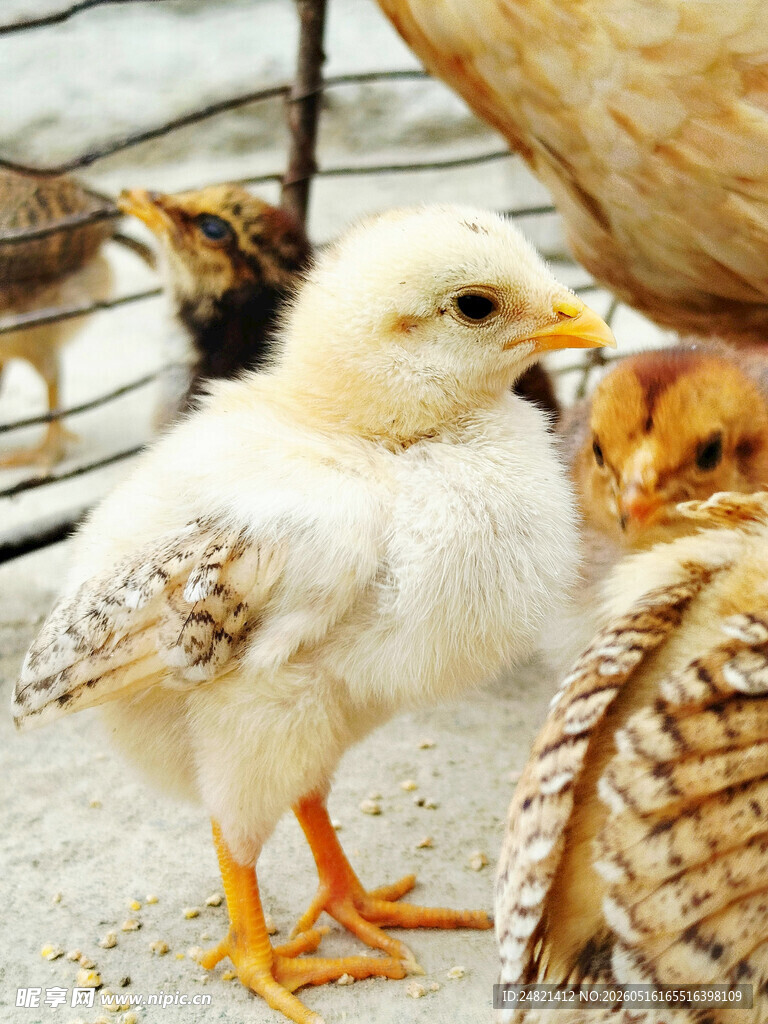 可爱小鸡与母鸡同框画面