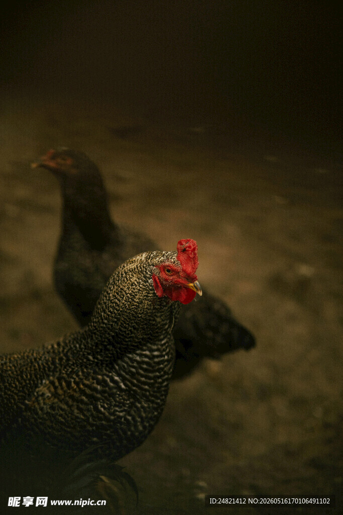 两只鸡在昏暗环境中
