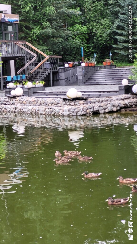 湖畔鸭群悠 的自然景致