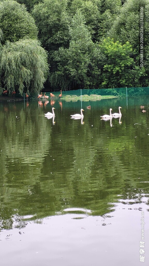 湖畔天鹅悠 如画景