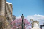 城市中绽放的烂漫樱花树
