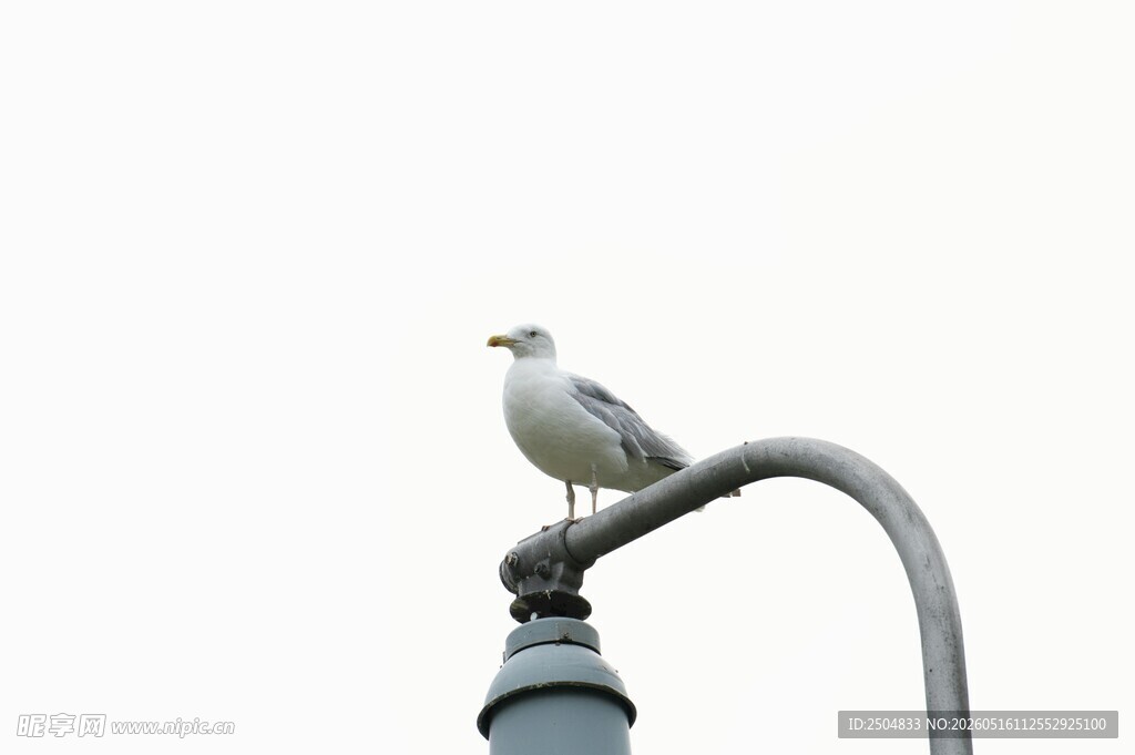 路灯上的海鸥