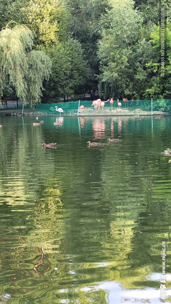 宁静湖水与岸边葱郁树木