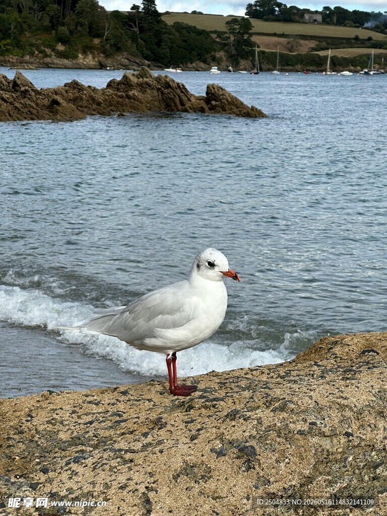 海边岩石上的白色海鸥