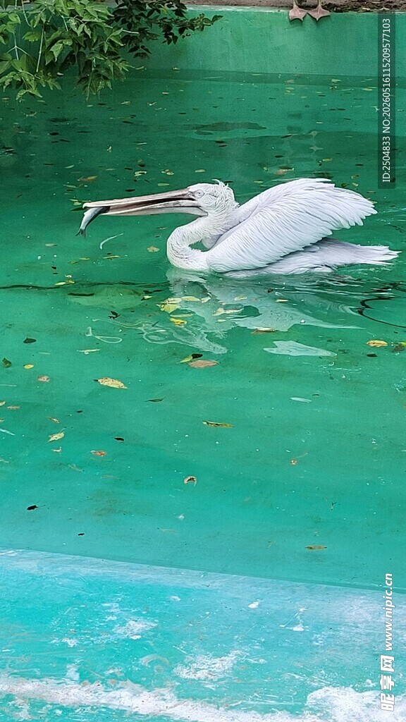 水中白鹈鹕优雅 动