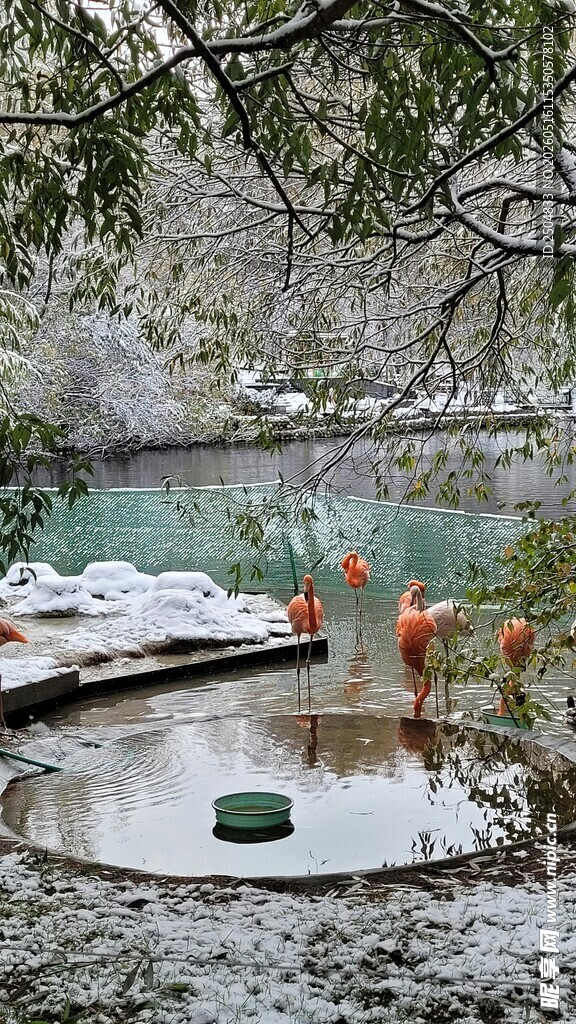 雪后园林景观中的红鹤雕塑