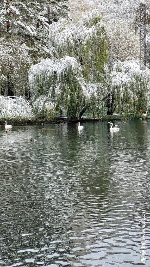 湖畔垂柳覆雪的静谧景致