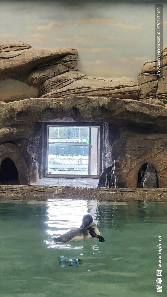 水族馆中企鹅于水中 动