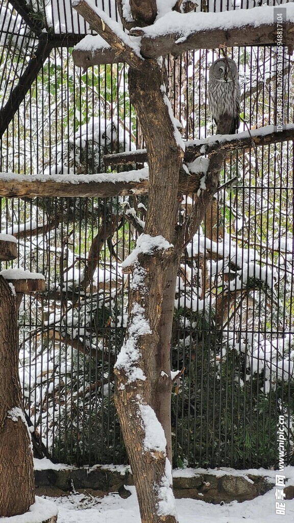 雪覆树木的冬日景象