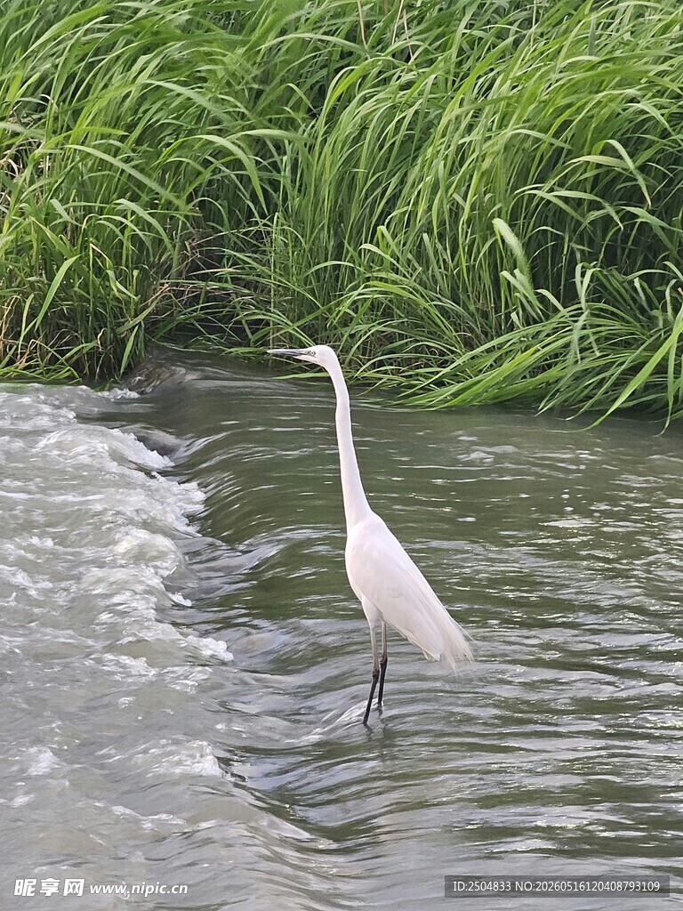 白鹭水中独立