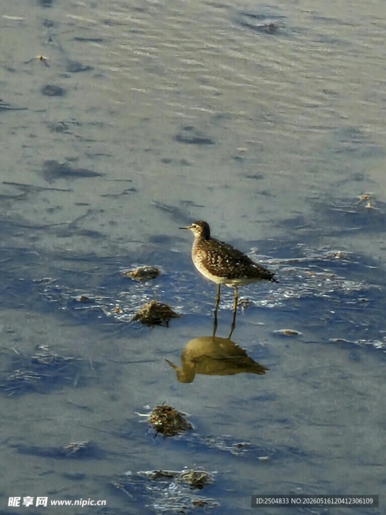 浅滩上的小鸟