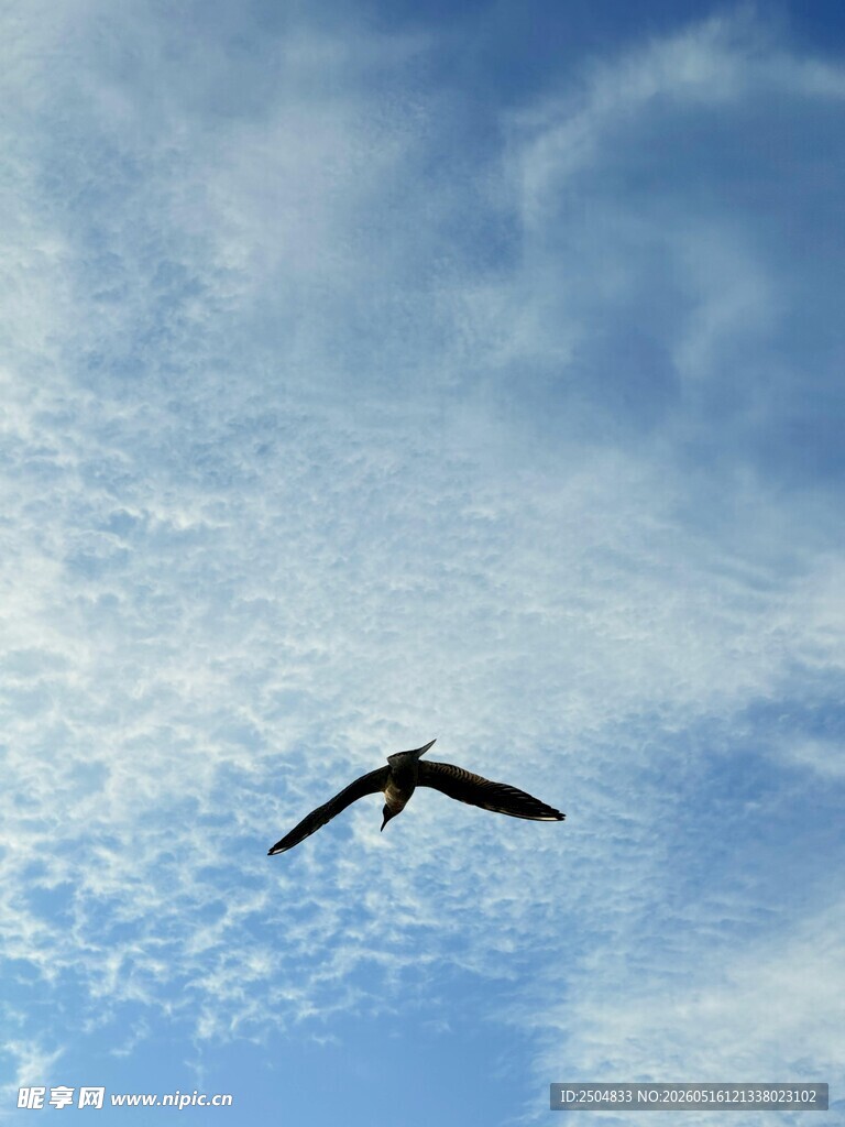 蓝天中翱翔的飞鸟