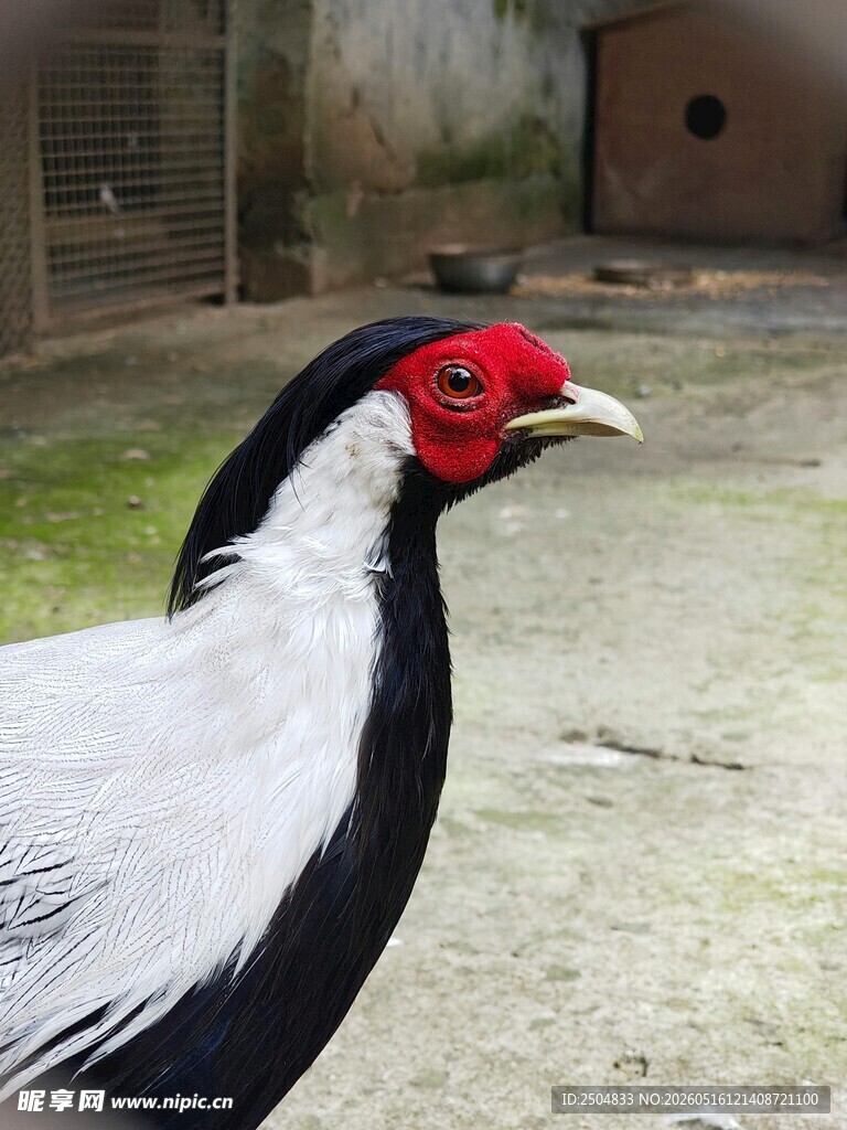 白鹇鸟特写