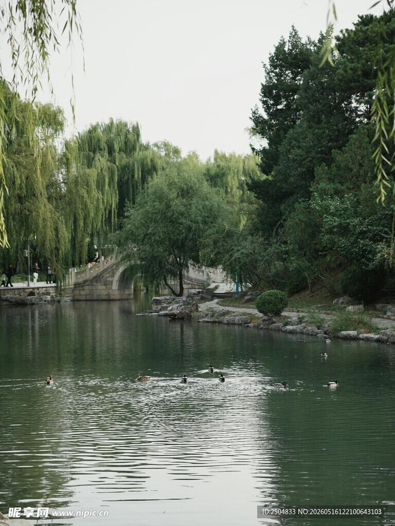 湖畔垂柳下的宁静水域
