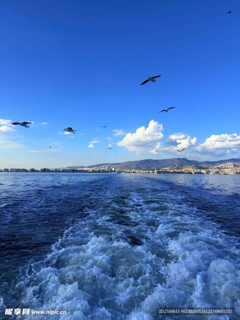 乘船观海时的飞鸟与浪花
