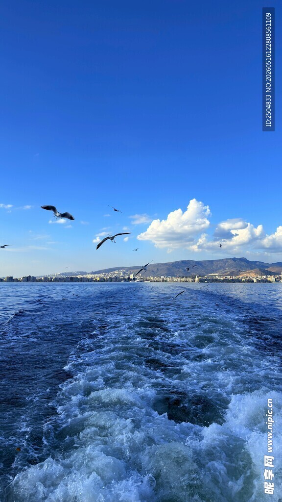 海上飞鸟伴航船