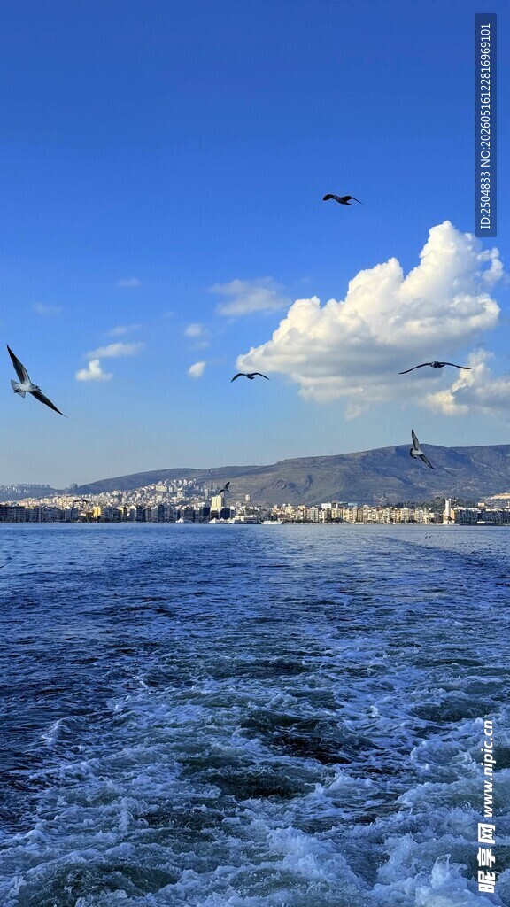 海上风光与飞翔海鸥