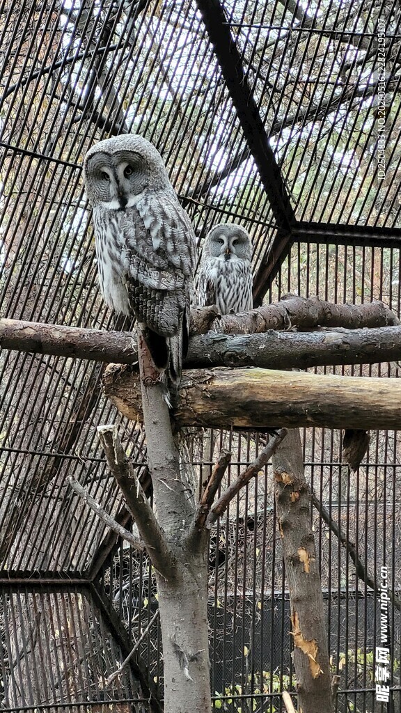 笼中猫头鹰栖息于树枝