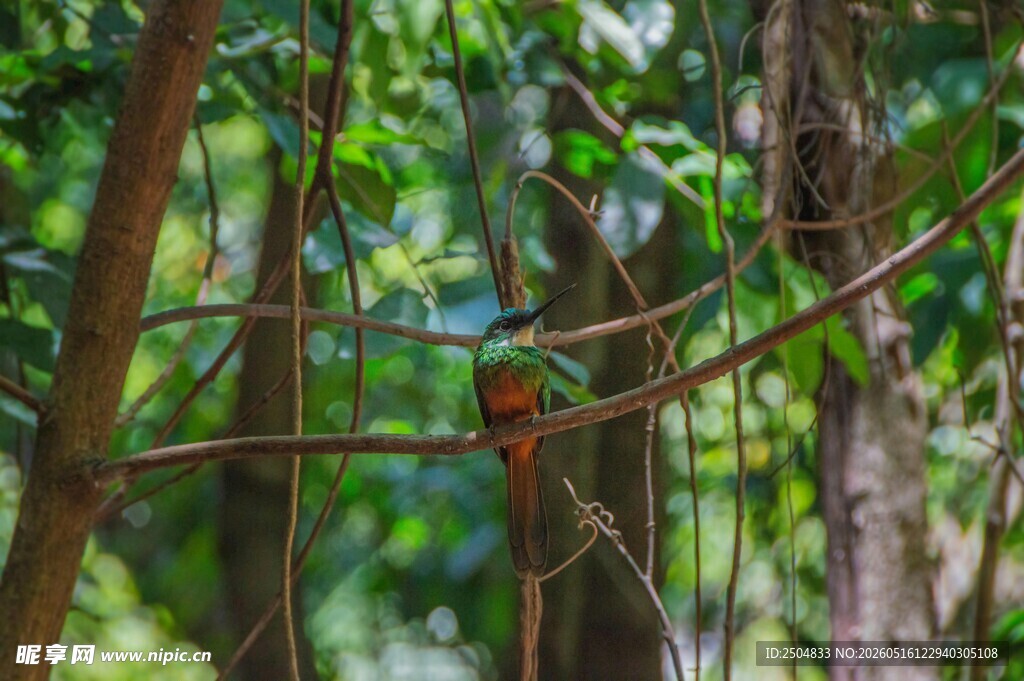 林间栖息的多彩小鸟