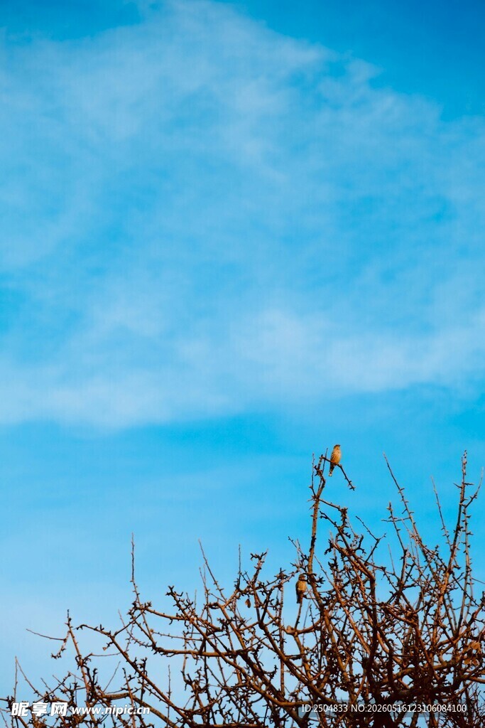 蓝天映衬下的枯树枝