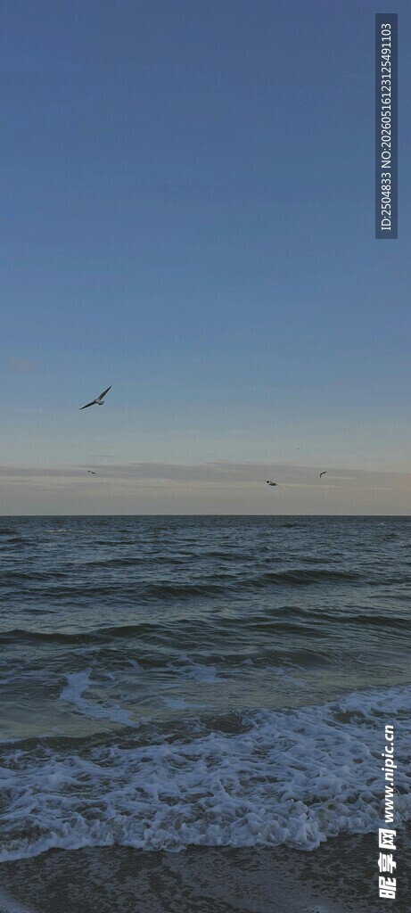 海边风景 海浪与飞鸟