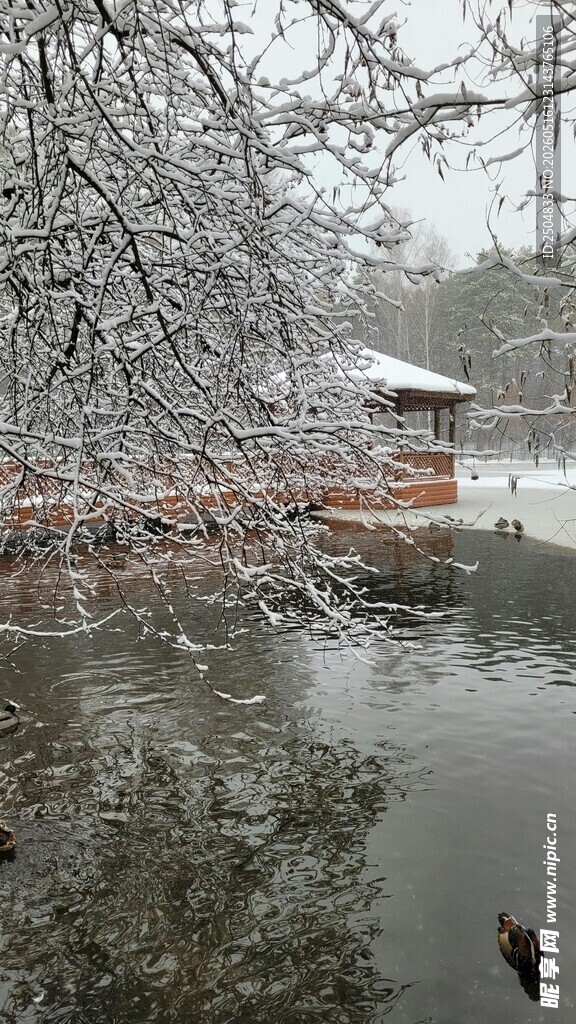 雪后湖畔野鸭嬉戏景象