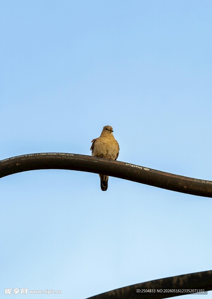 枝头小鸟