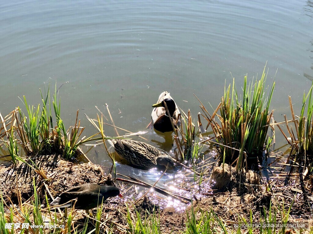 水鸟于湿地浅滩处觅食