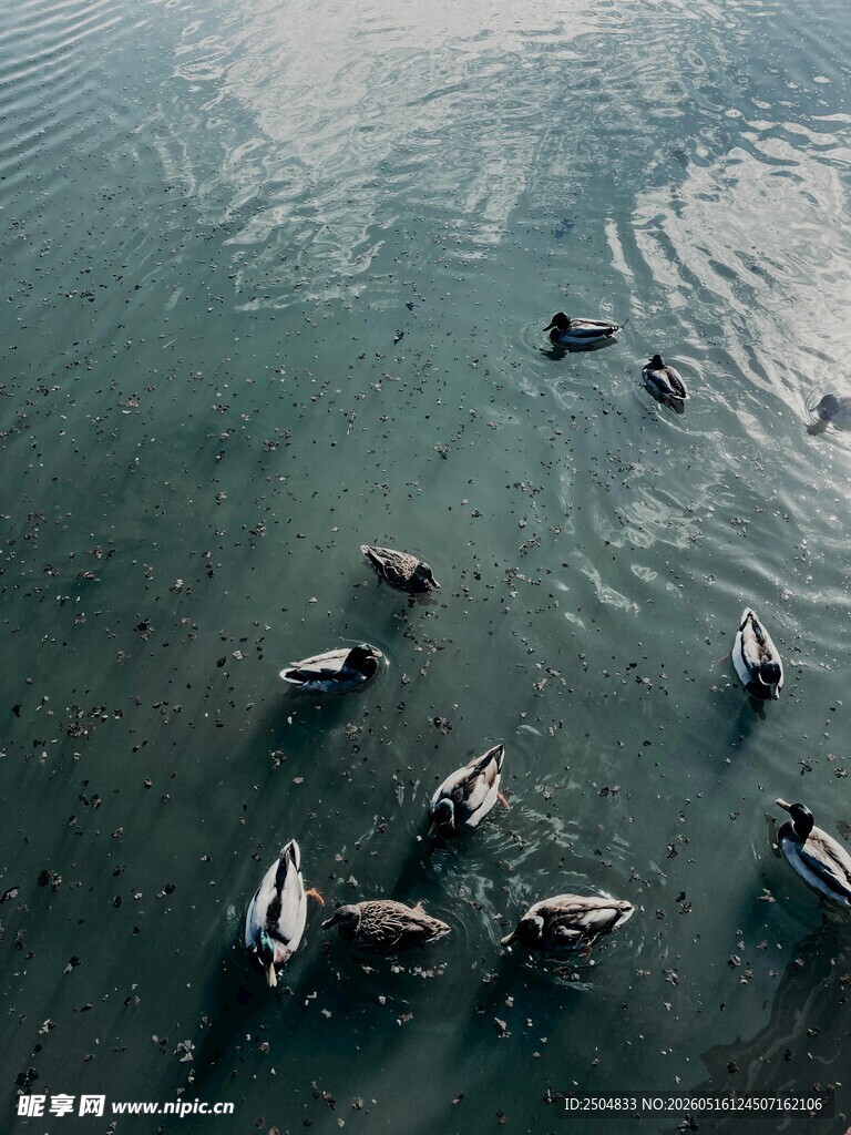 水中群鸭嬉戏