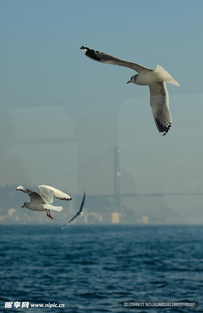 海面上飞翔的几只海鸥