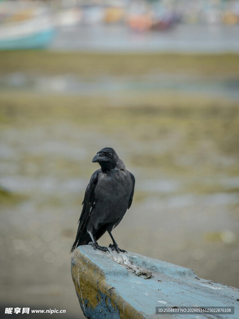 孤鸦立于船沿