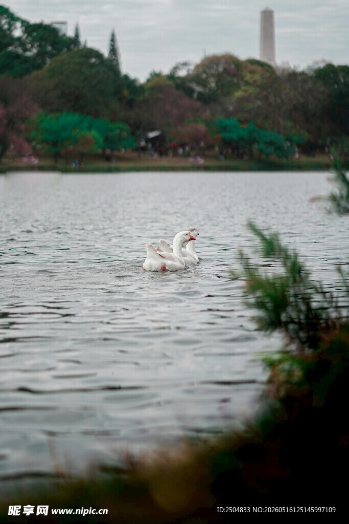 湖畔天鹅悠 