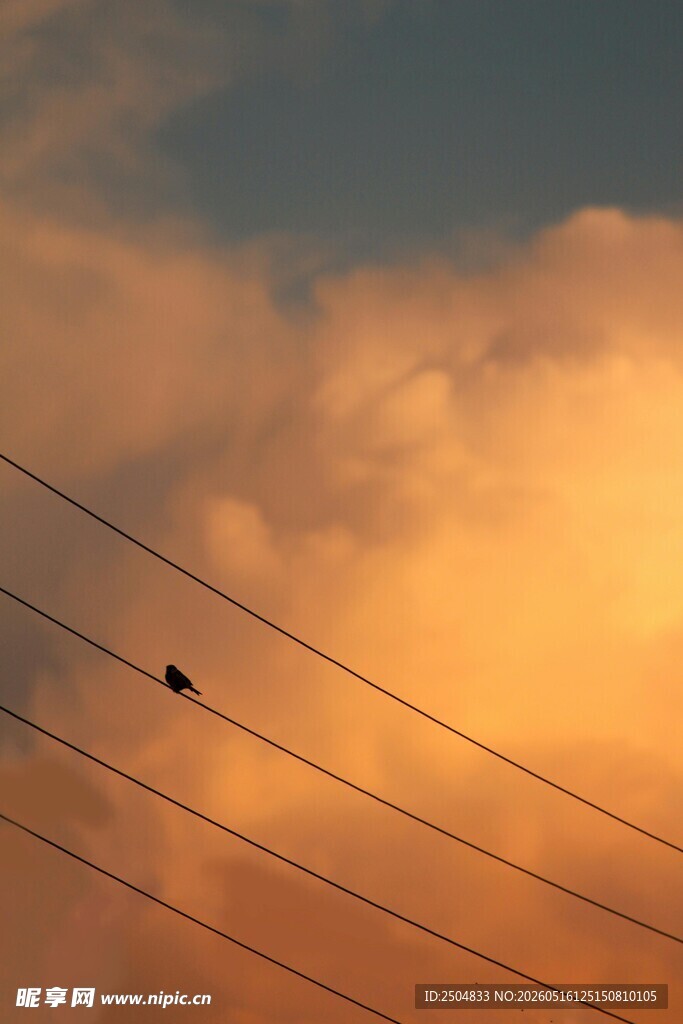 夕阳下电线上的孤独小鸟