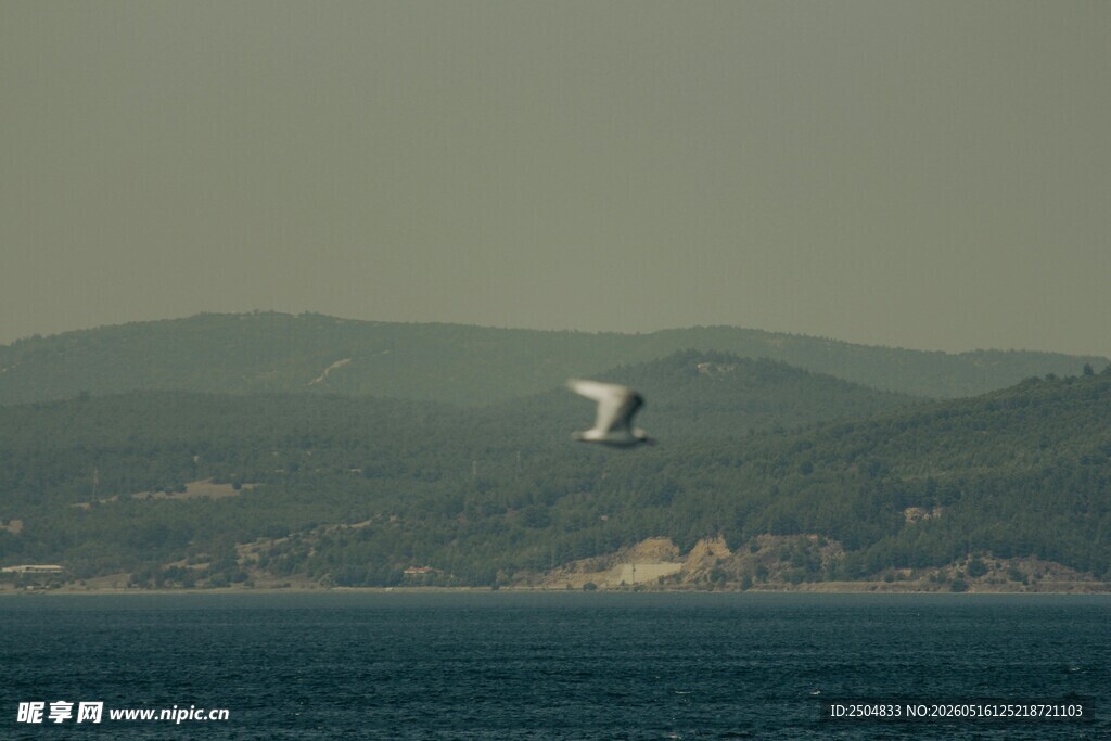 海空中翱翔的白色飞鸟